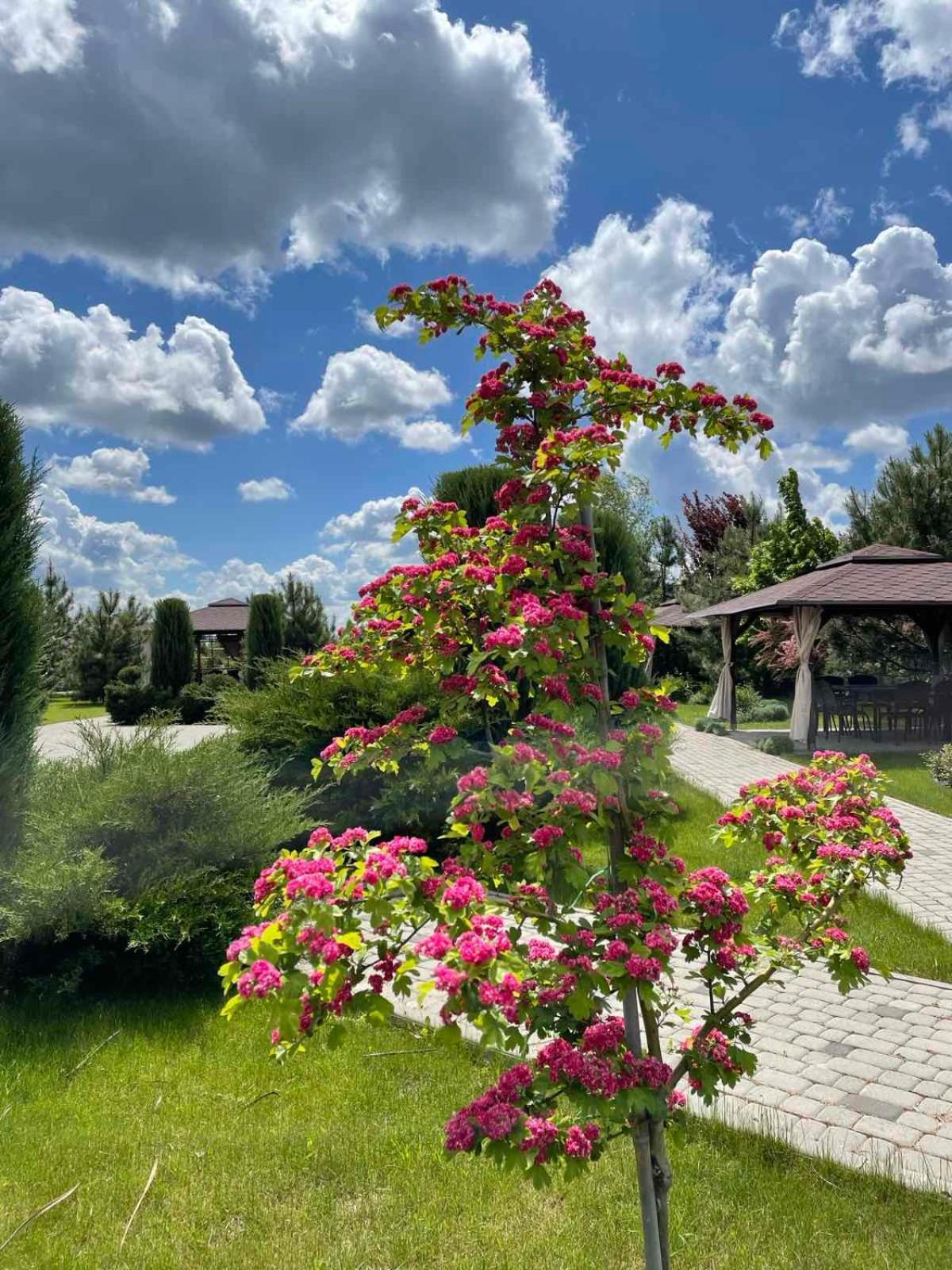 Ostrov River Club Novoselovka  Luaran gambar